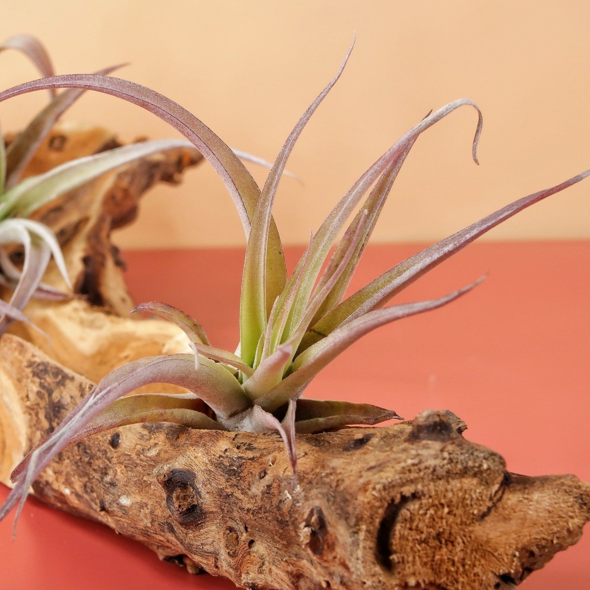 TILLANDSIA CAPITATA PEACH online bestellen bei potflourri