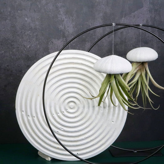 TILLANDSIA CAPITATA - WHITE online bestellen bei potflourri