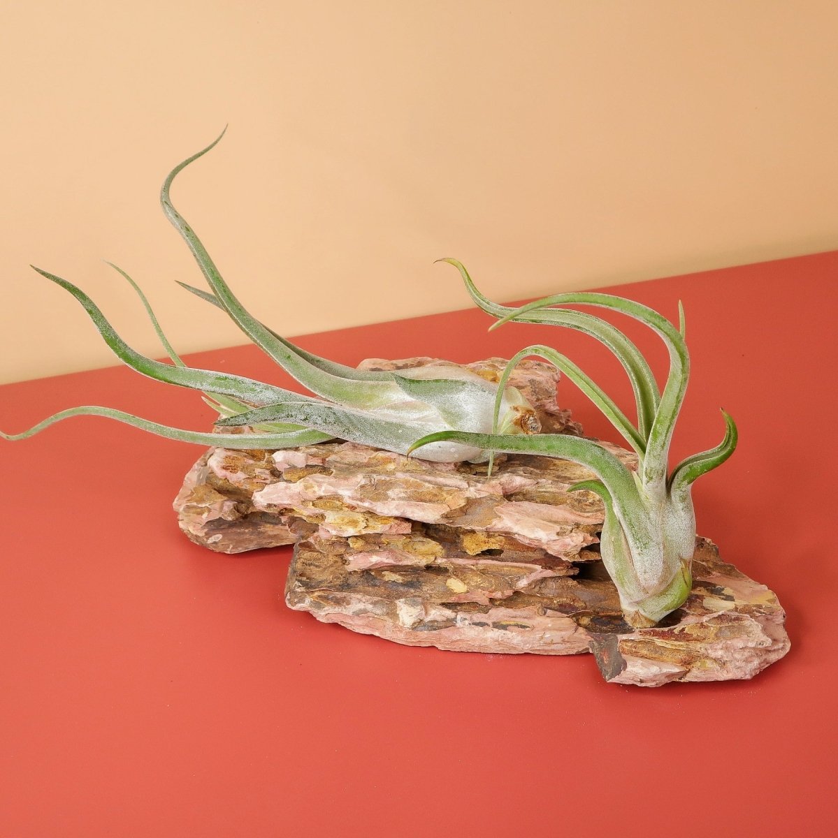 TILLANDSIA CAPUT MEDUSAE online bestellen bei potflourri