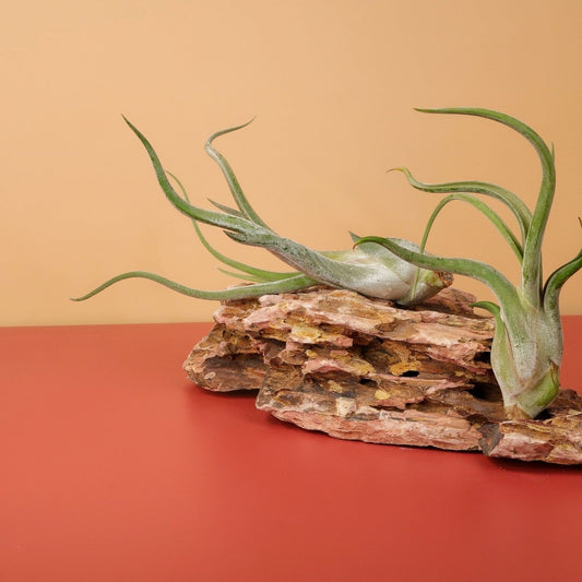 TILLANDSIA CAPUT MEDUSAE online bestellen bei potflourri