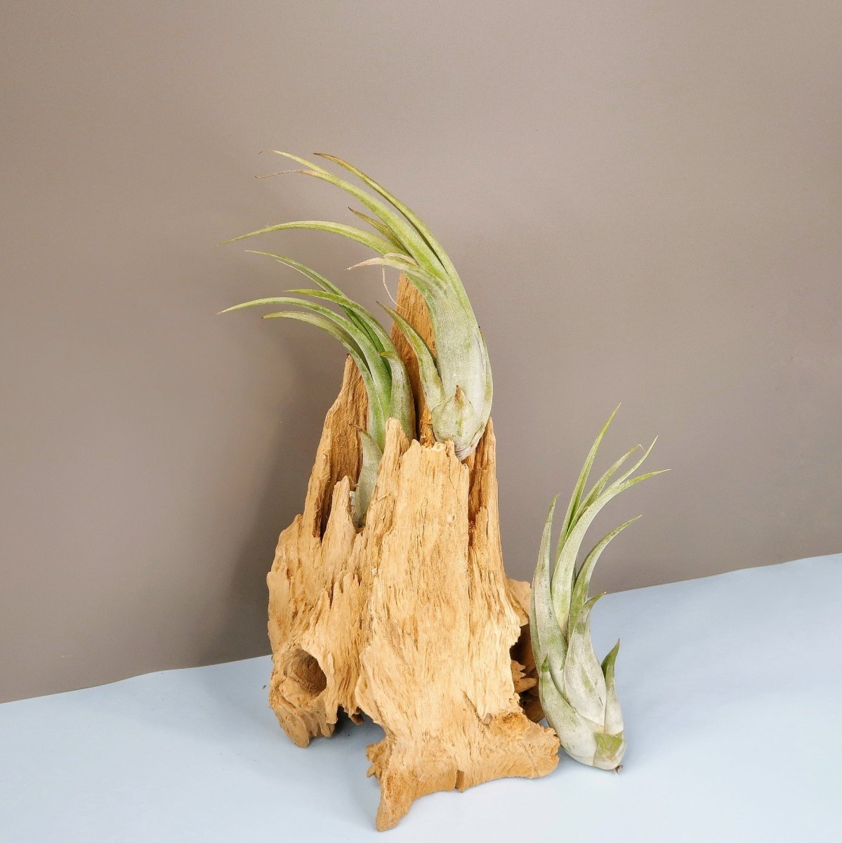 TILLANDSIA CIRCINATA online bestellen bei potflourri