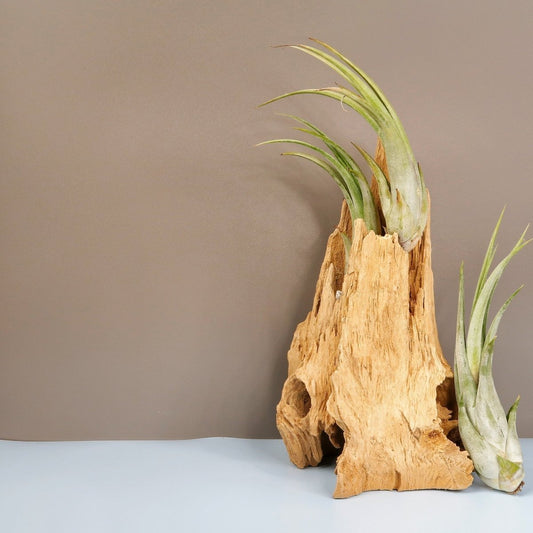 TILLANDSIA CIRCINATA online bestellen bei potflourri