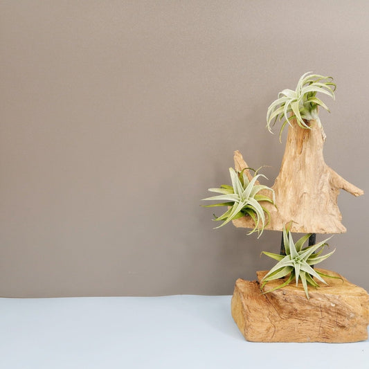 TILLANDSIA EDITHAE online bestellen bei potflourri