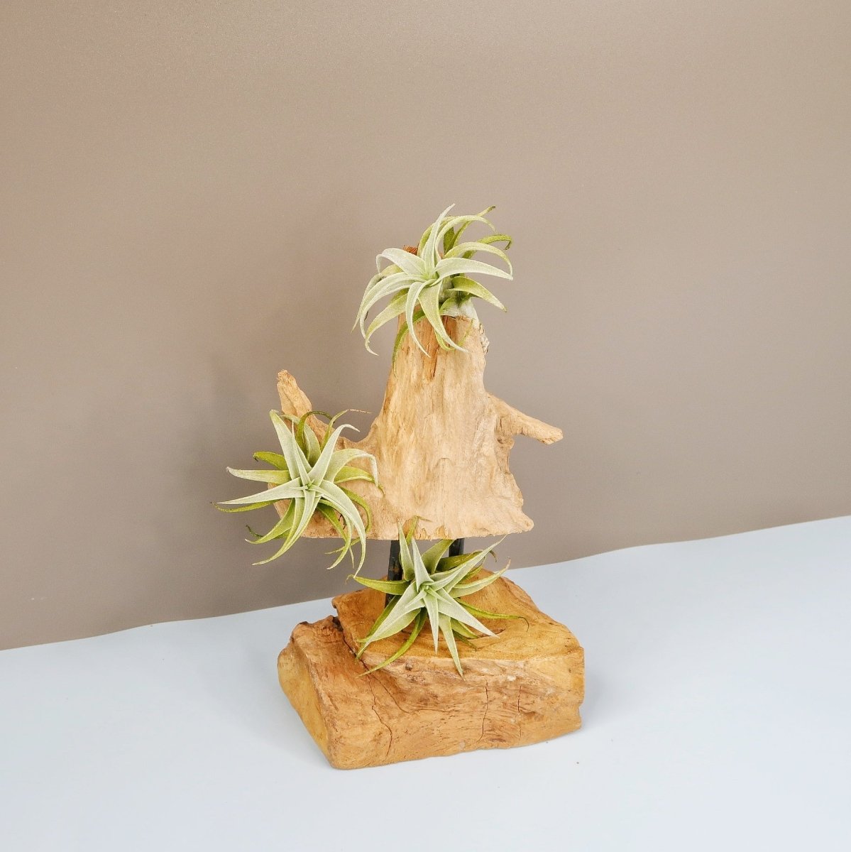 TILLANDSIA EDITHAE online bestellen bei potflourri
