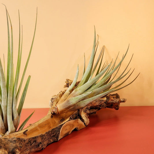 TILLANDSIA FASCICULATA online bestellen bei potflourri