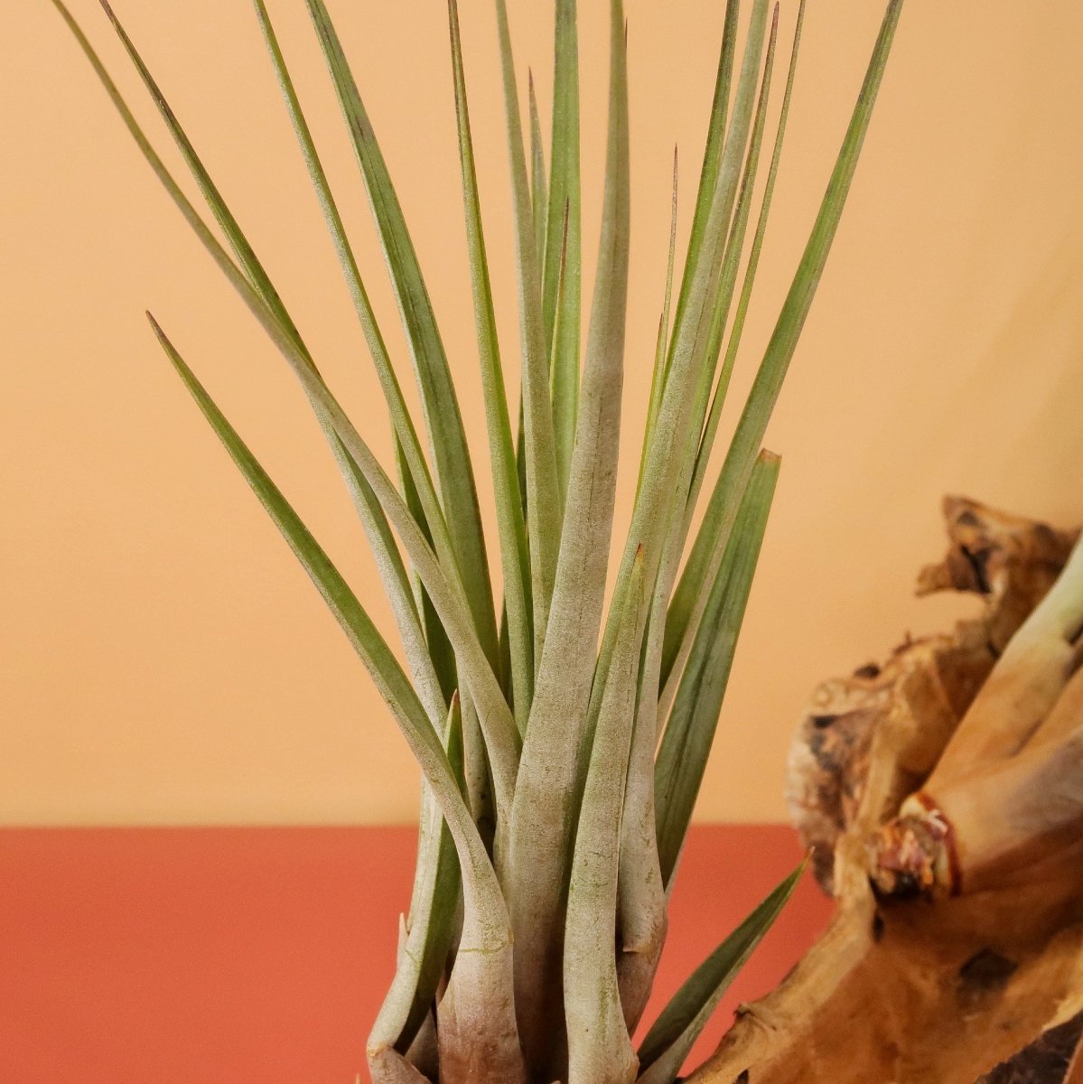 TILLANDSIA FASCICULATA online bestellen bei potflourri