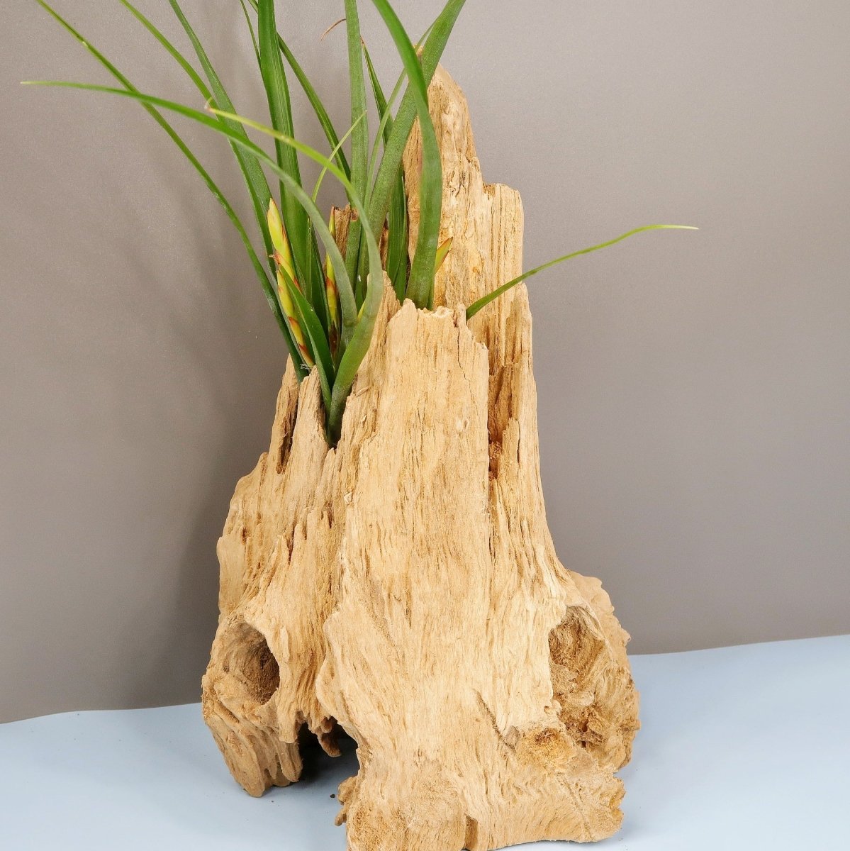 TILLANDSIA FLABELLATA SPIRIT online bestellen bei potflourri