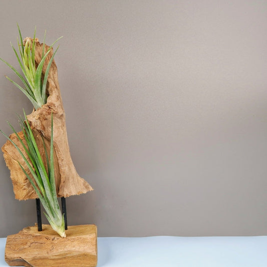 TILLANDSIA IONANTHA BAILEYII online bestellen bei potflourri