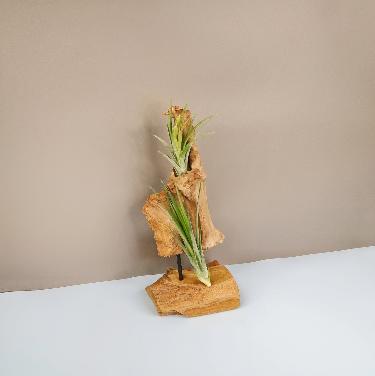 TILLANDSIA IONANTHA BAILEYII online bestellen bei potflourri