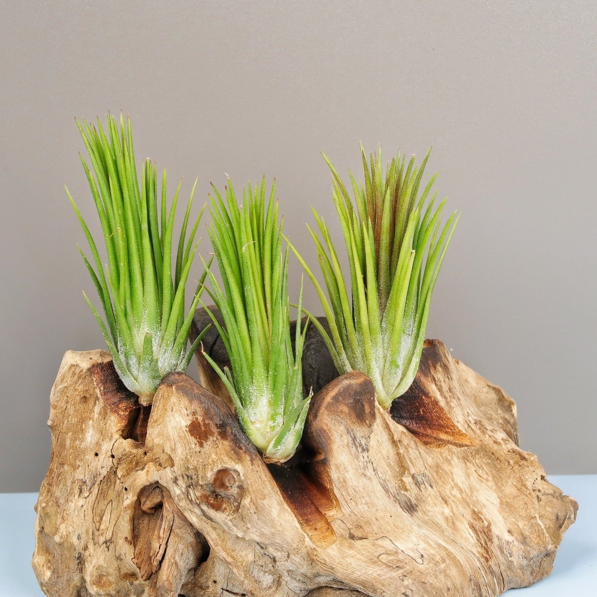 TILLANDSIA IONANTHA FUEGO online bestellen bei potflourri