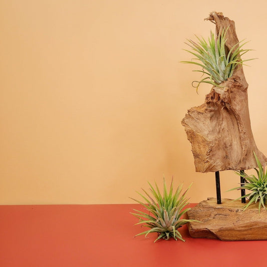 TILLANDSIA IONANTHA RUBRA online bestellen bei potflourri