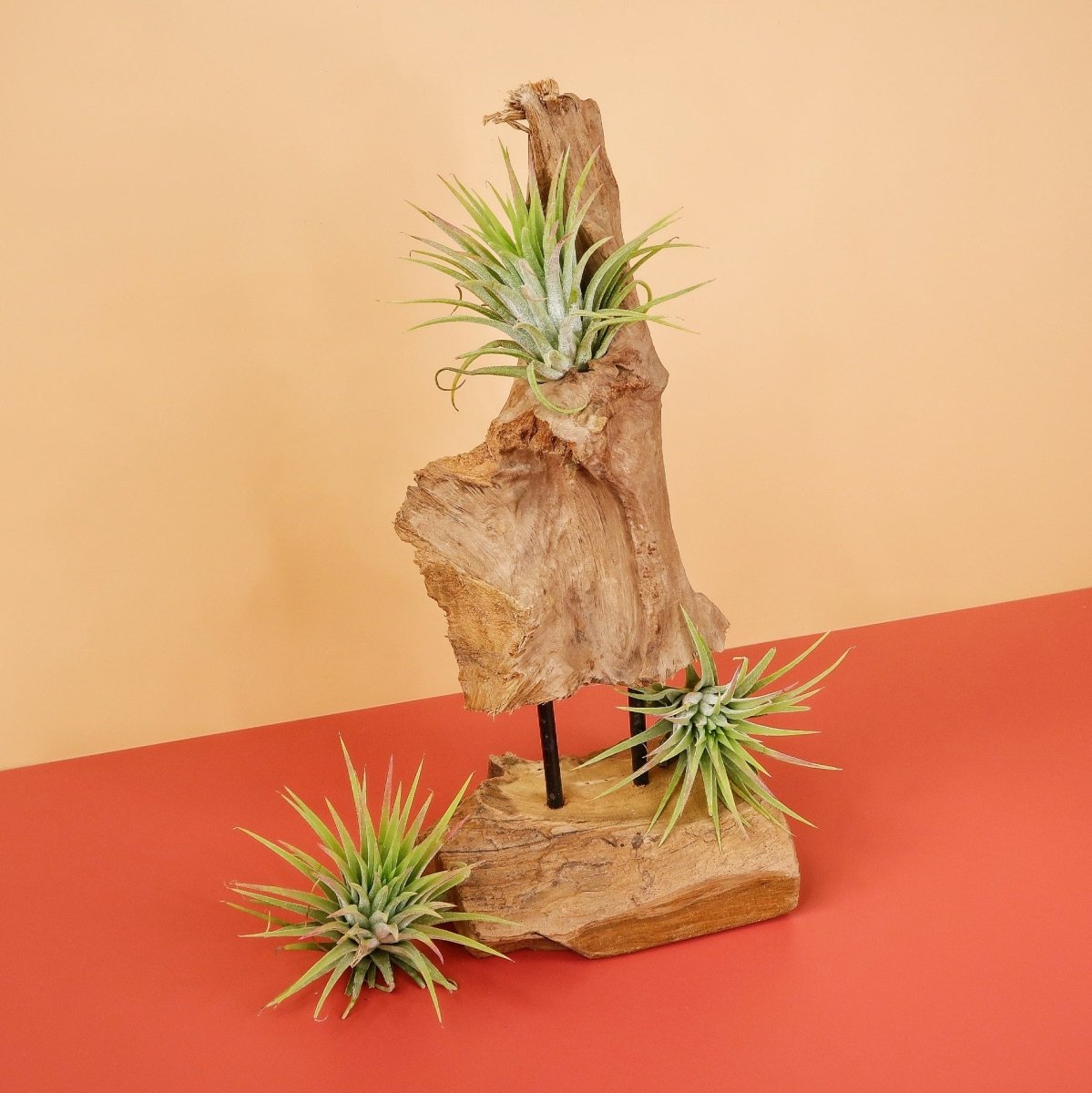 TILLANDSIA IONANTHA RUBRA online bestellen bei potflourri