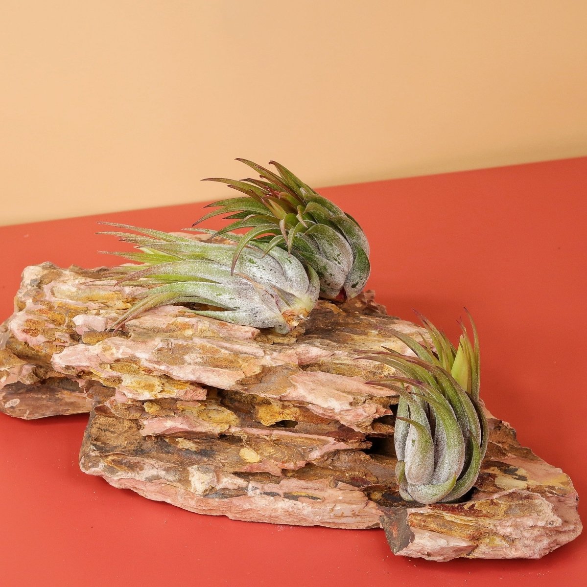TILLANDSIA IONANTHA SCAPOSA online bestellen bei potflourri