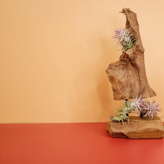 TILLANDSIA IONANTHA VANHYNINGII online bestellen bei potflourri