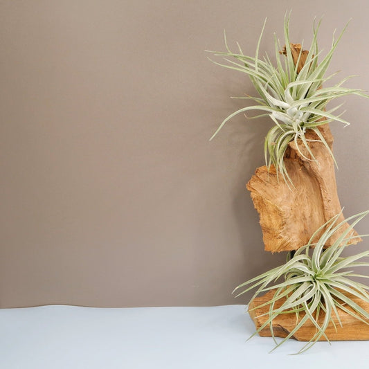 TILLANDSIA KAMMI online bestellen bei potflourri