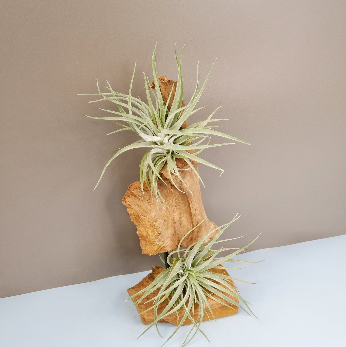 TILLANDSIA KAMMI online bestellen bei potflourri