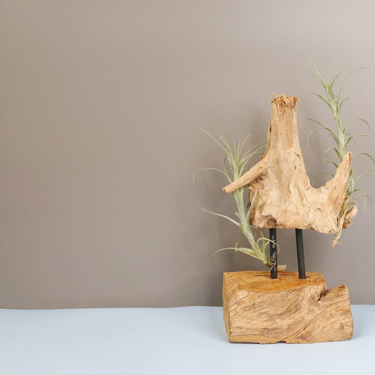 TILLANDSIA MACBRIDEANA online bestellen bei potflourri