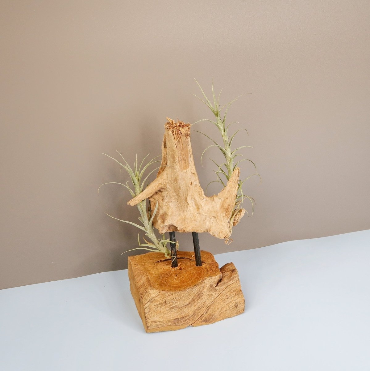 TILLANDSIA MACBRIDEANA online bestellen bei potflourri