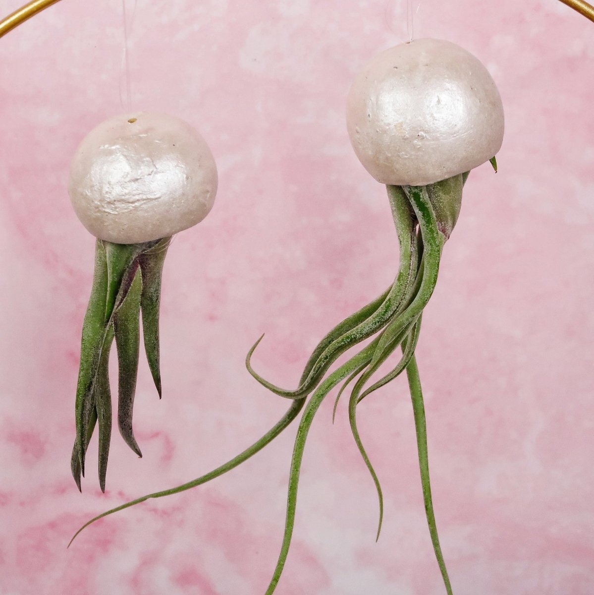 TILLANDSIA MEDUSAE BELLCUP - PEARL online bestellen bei potflourri