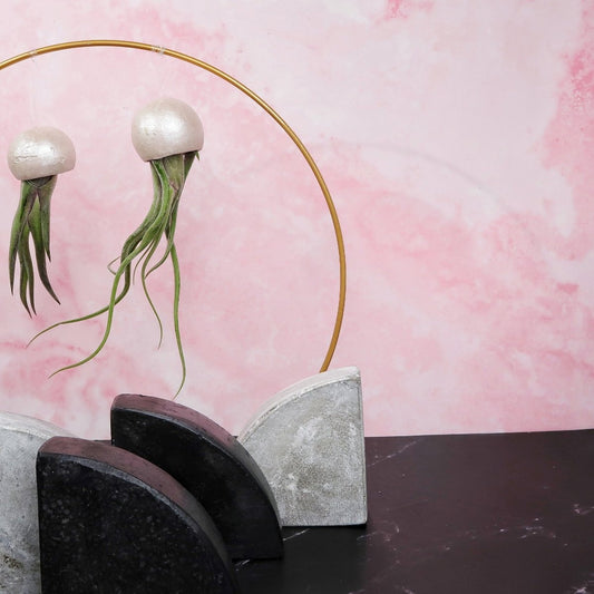 TILLANDSIA MEDUSAE BELLCUP - PEARL online bestellen bei potflourri