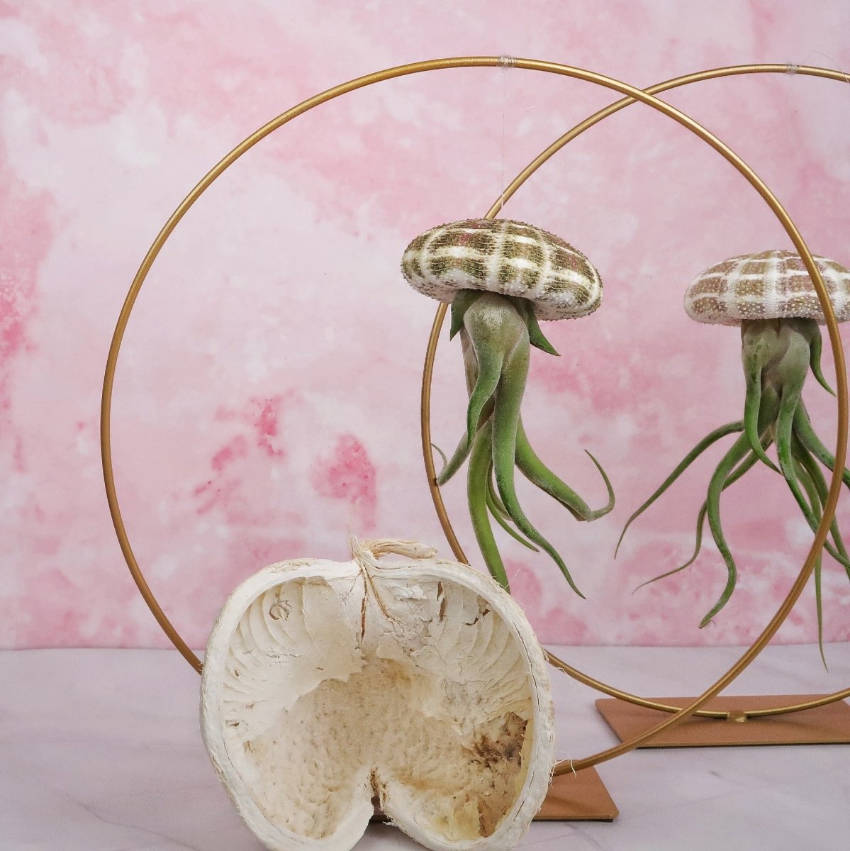 TILLANDSIA MEDUSAE - NATUR online bestellen bei potflourri