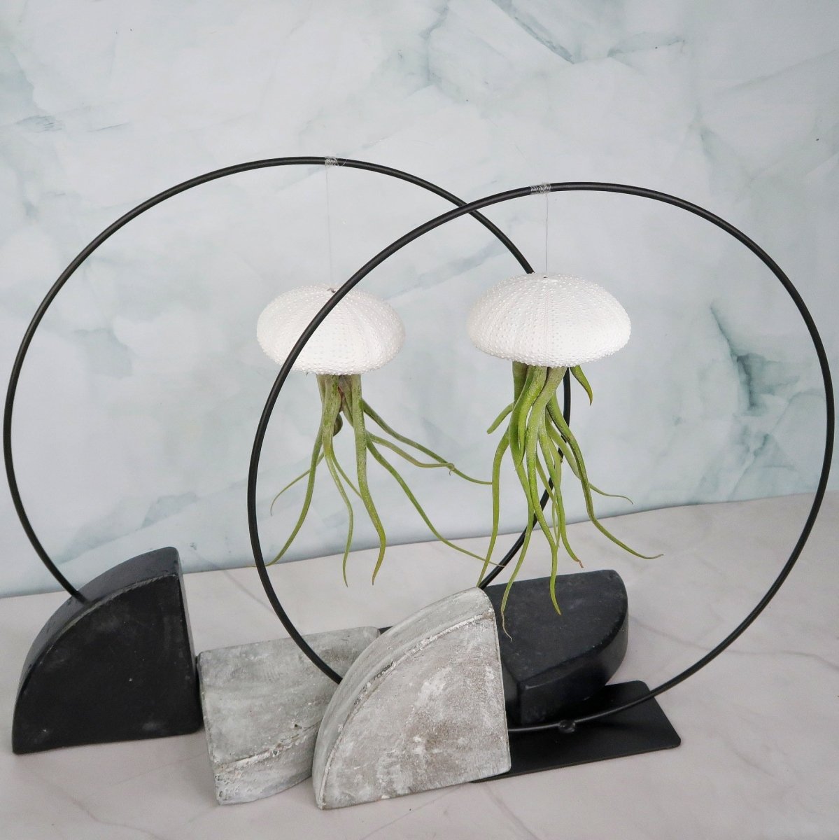 TILLANDSIA MEDUSAE - WHITE online bestellen bei potflourri