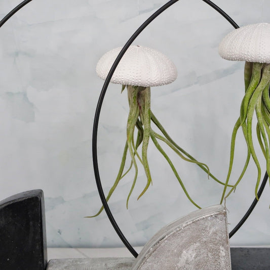 TILLANDSIA MEDUSAE - WHITE online bestellen bei potflourri