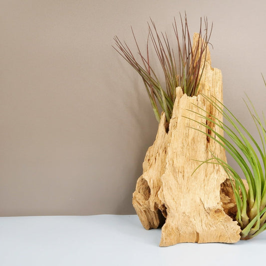 TILLANDSIA MELANOCRATER TRICOLOR online bestellen bei potflourri