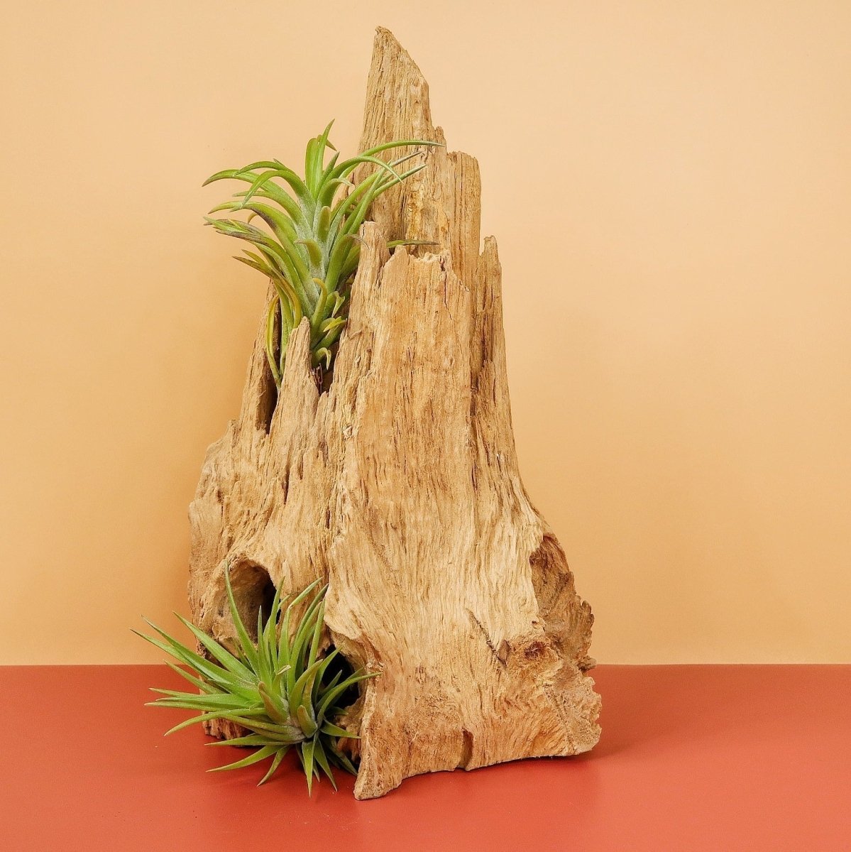 TILLANDSIA NEGLECTA online bestellen bei potflourri
