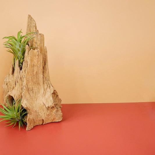 TILLANDSIA NEGLECTA online bestellen bei potflourri