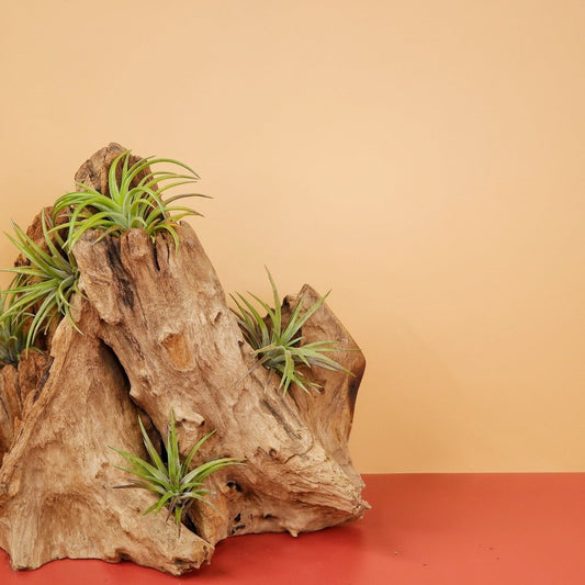 TILLANDSIA NEGLECTA RUBRA online bestellen bei potflourri