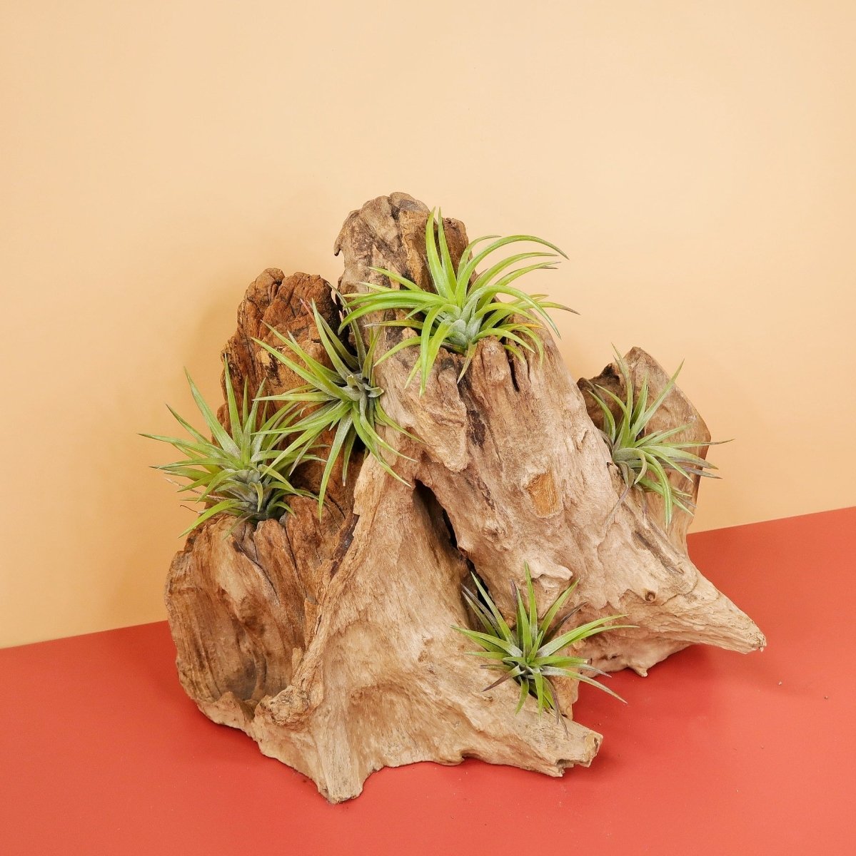 TILLANDSIA NEGLECTA RUBRA online bestellen bei potflourri