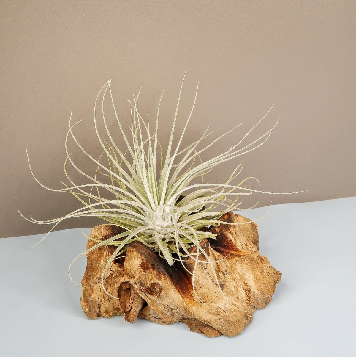 TILLANDSIA OAXACANA VELICKIANA online bestellen bei potflourri