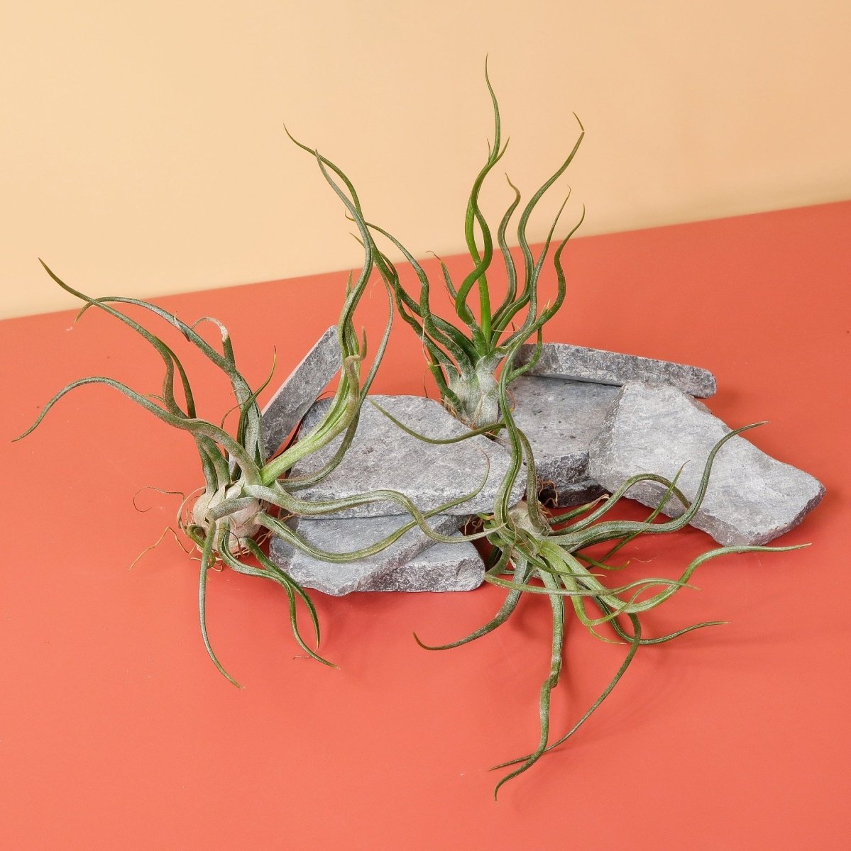 TILLANDSIA PRUINOSA online bestellen bei potflourri