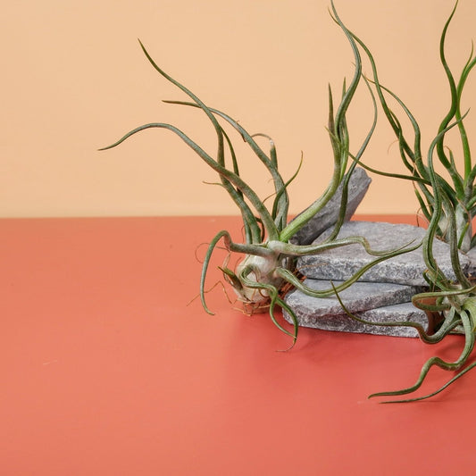 Tillandsia Pruinosa – Luftpflanze mit silbrig-grünen Blättern – potflourri