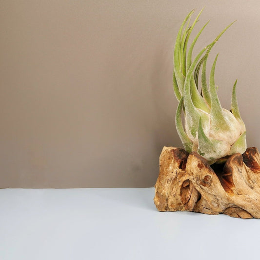 TILLANDSIA SELERIANA online bestellen bei potflourri