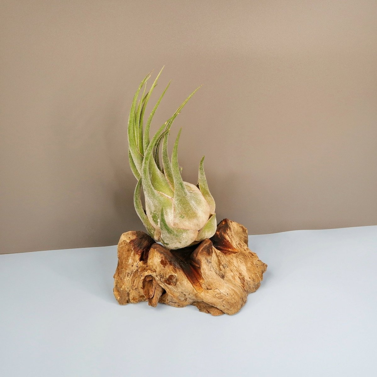 TILLANDSIA SELERIANA online bestellen bei potflourri