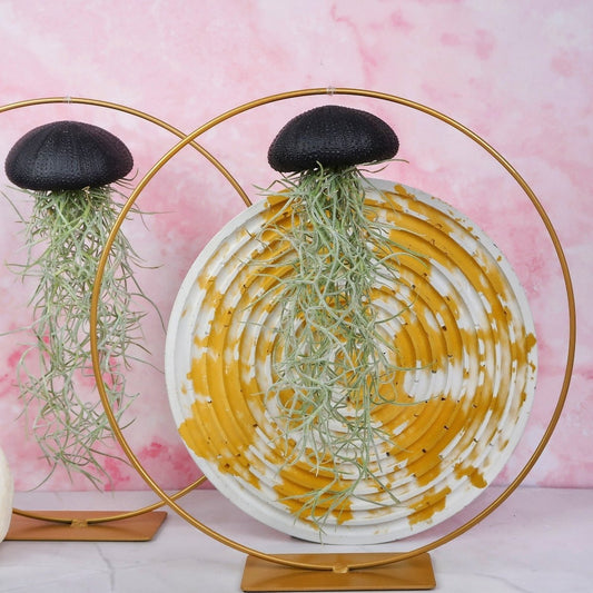 TILLANDSIA USNEOIDES - BLACK online bestellen bei potflourri