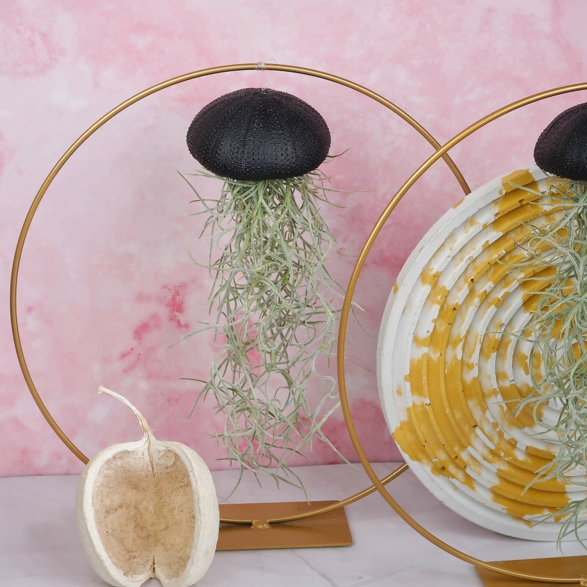 TILLANDSIA USNEOIDES - BLACK online bestellen bei potflourri