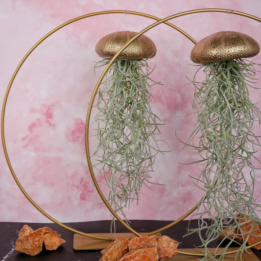 Tillandsia Usneoides Gold – hängende Luftpflanze – potflourri