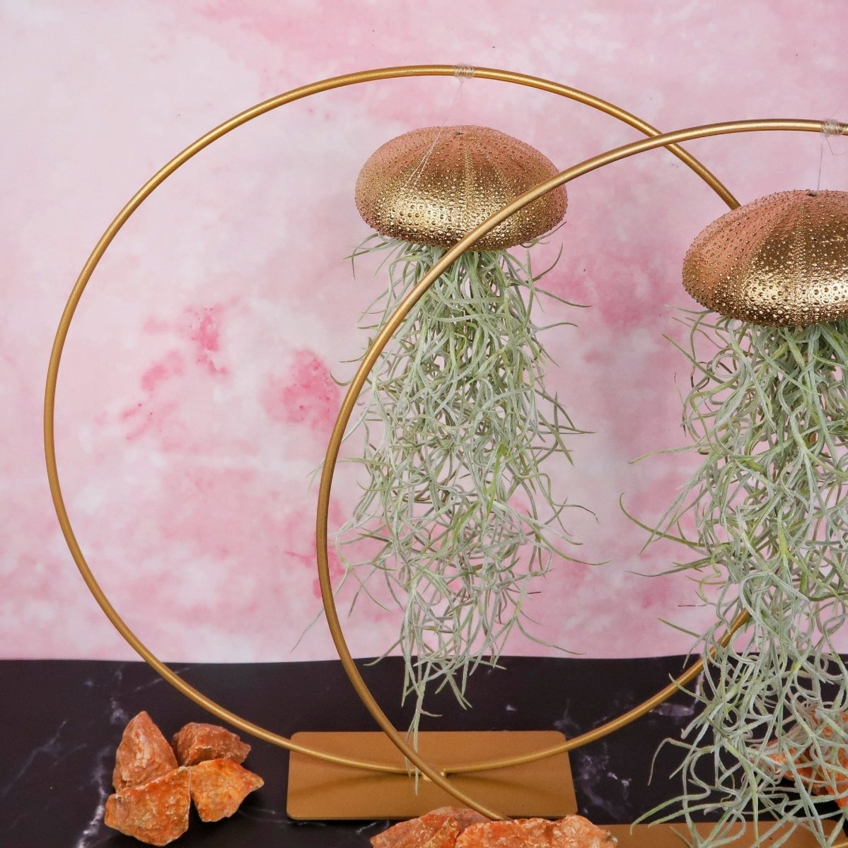TILLANDSIA USNEOIDES - GOLD online bestellen bei potflourri