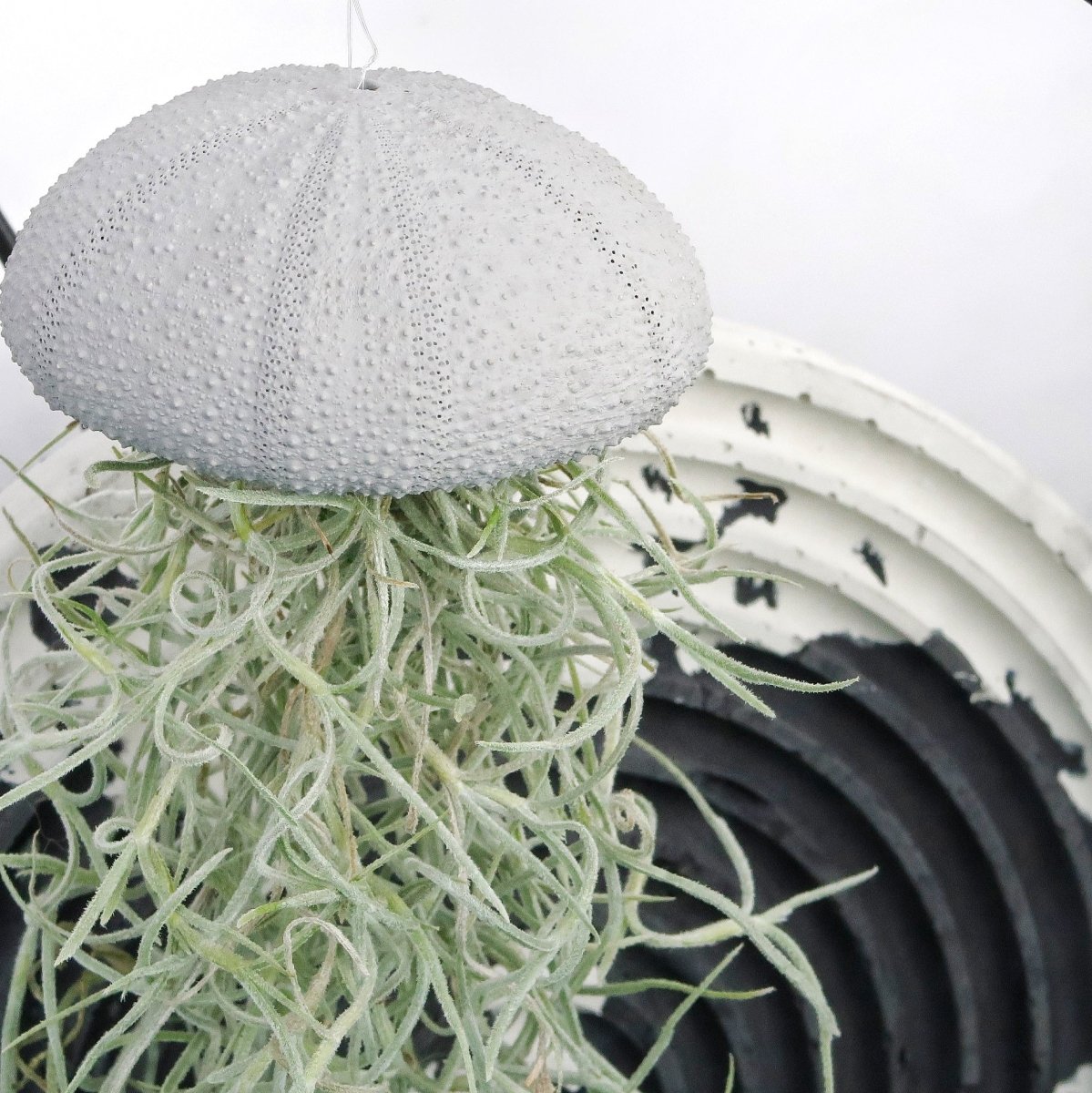 TILLANDSIA USNEOIDES - GREY online bestellen bei potflourri