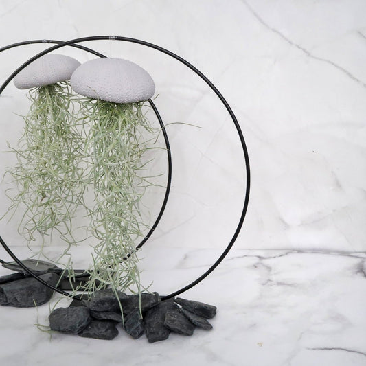 Tillandsia Usneoides Lavender – Luftpflanze am Seeigel-Gehäuse von potflourri