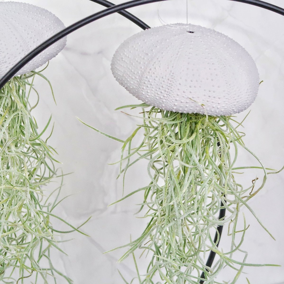 TILLANDSIA USNEOIDES - LAVENDER online bestellen bei potflourri