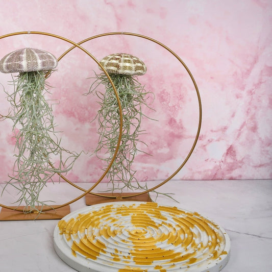 TILLANDSIA USNEOIDES - NATUR online bestellen bei potflourri