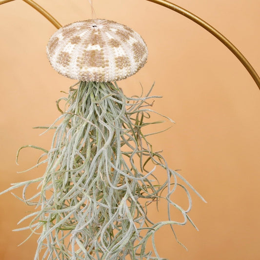 TILLANDSIA USNEOIDES - PANTHER online bestellen bei potflourri