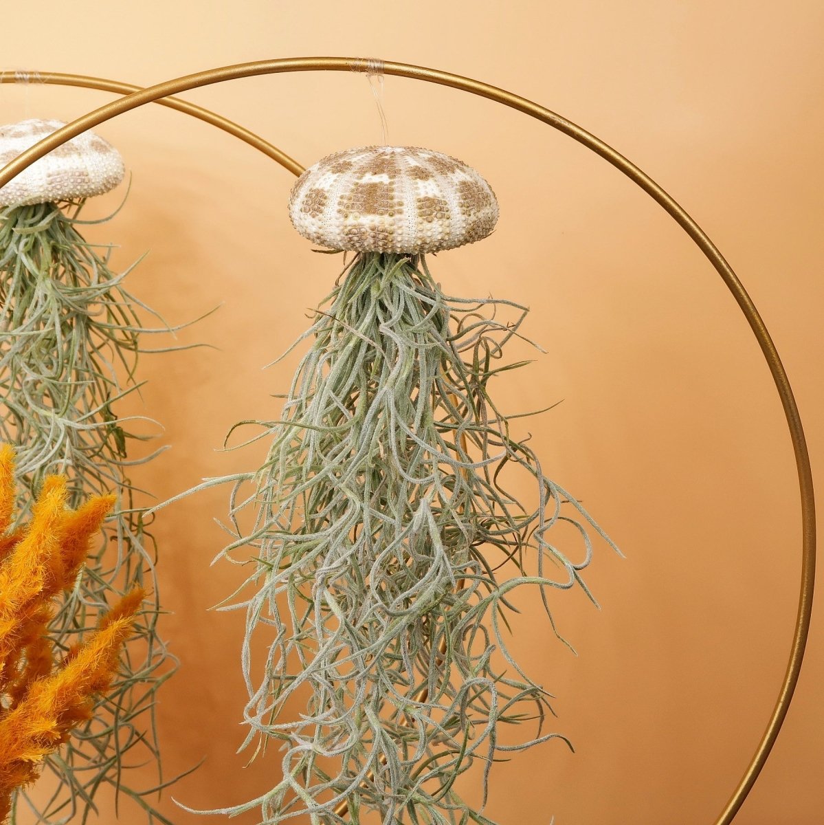 TILLANDSIA USNEOIDES - PANTHER online bestellen bei potflourri