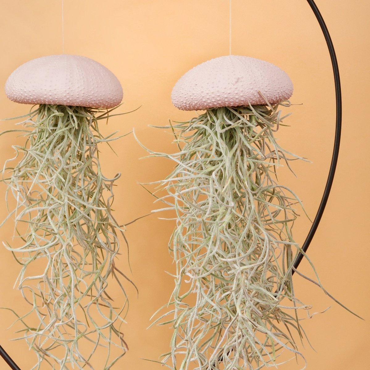 TILLANDSIA USNEOIDES - PEACH online bestellen bei potflourri