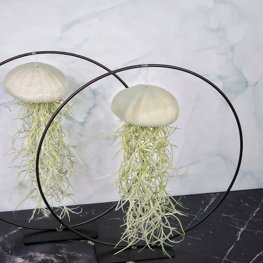 TILLANDSIA USNEOIDES - VELVET EUCALYPTUS online bestellen bei potflourri