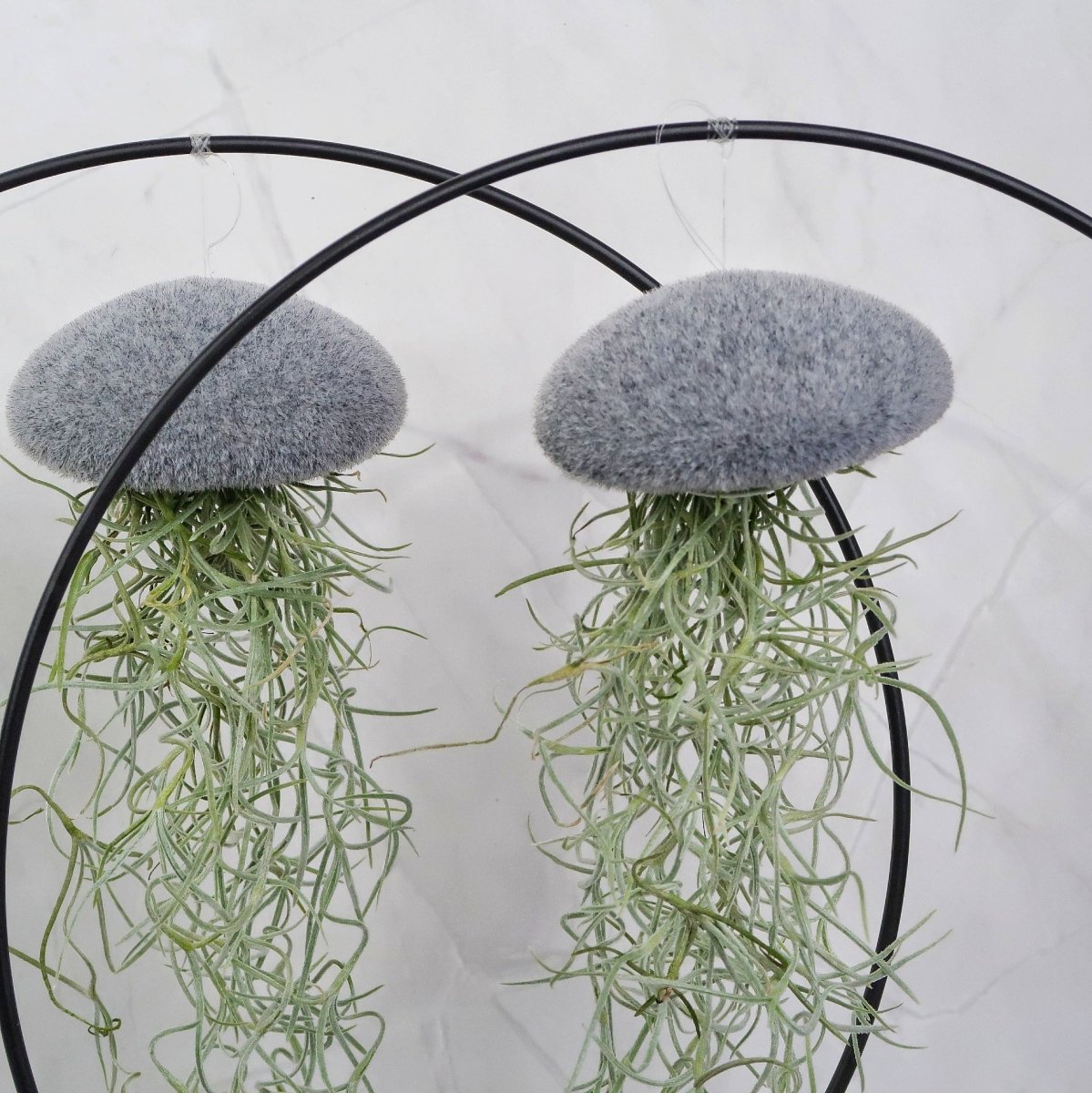TILLANDSIA USNEOIDES - VELVET GREY online bestellen bei potflourri